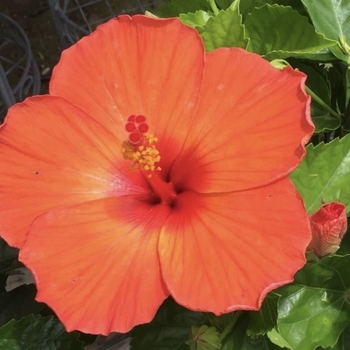 Hibiscus rosa-sinensis 'Orange Sunset' PP20,576