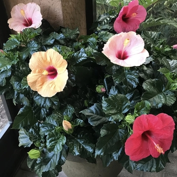 Hibiscus rosa-sinensis 'Cayman Wind' PP19599P2