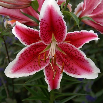Lilium 'Starfighter' 
