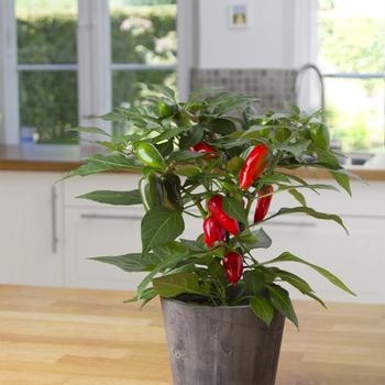 Capsicum annuum 'Tamale' 