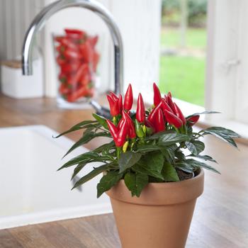 Capsicum annuum 'Taquito' 