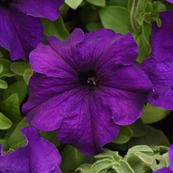 Petunia 'Supercascade Blue' 