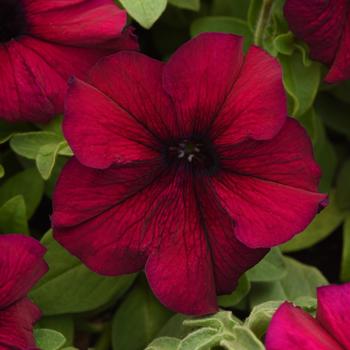 Petunia 'Supercascade Burgundy' 