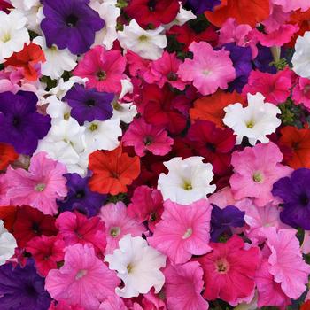 Petunia 'Supercascade Mix' 