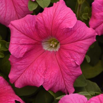 Petunia 'Supercascade Pink' 