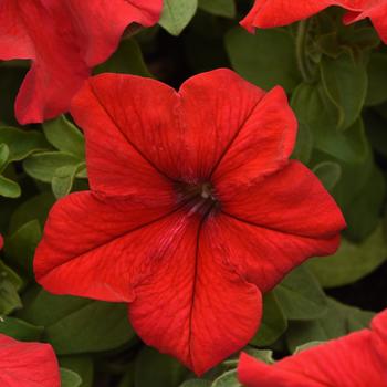 Petunia 'Supercascade Red' 