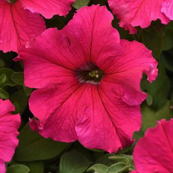 Petunia 'Supercascade Rose' 