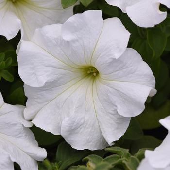 Petunia 'Supercascade White' 