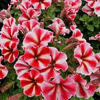 Petunia 'Secred Star' 