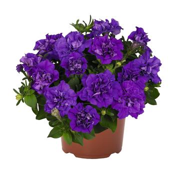 Petunia 'Origami Marine' 