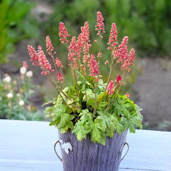 Heucherella 'Pink Stardust' PPAF