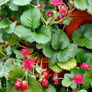 Fragaria x ananassa 'Pretty, Tasty&trade; Ruby' (328732)
