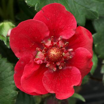 Fragaria x ananassa 'Pretty, Tasty&trade; Ruby' 