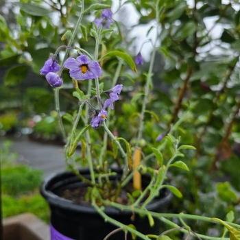Solanum umbelliferum var. incanum 'Alamo Pintado'
