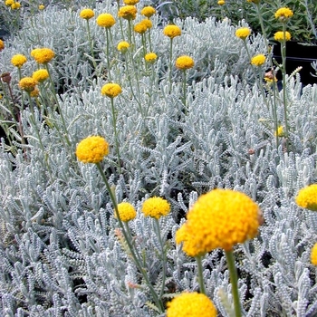 Santolina chamaecyparissus 'Nana' 