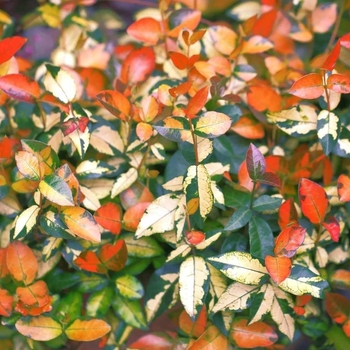 Trachelospermum asiaticum 'Summer Sunset'