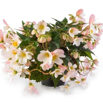 Begonia boliviensis 'Angel Soft Pink' No. 28,872