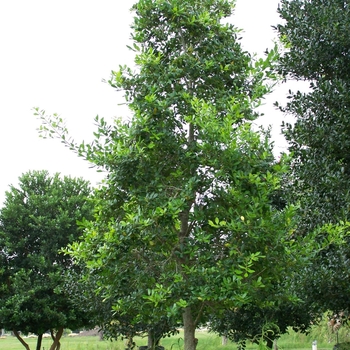 Ilex attenuata 'East Palatka' 