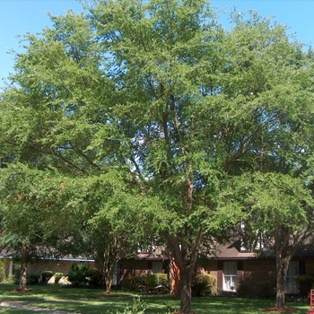 Ulmus alata