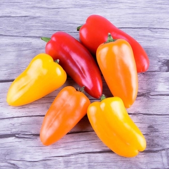 Capsicum annuum 'Lunchbox Mix' 