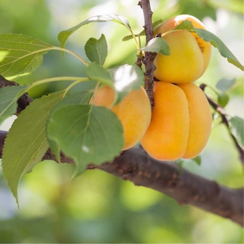 Prunus armeniaca 'Goldcot' 