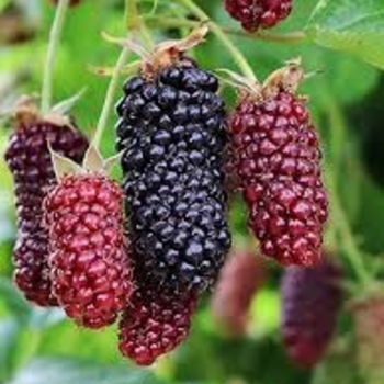 Rubus 'Columbia Giant' PP28369