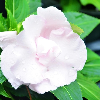 Impatiens New Guinea 'Roller Coaster Cotton Candy' 
