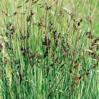 Juncus inflexus