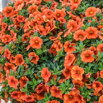 Calibrachoa 'Orange' 