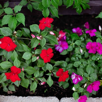 Impatiens 'Multiple Varieties' 