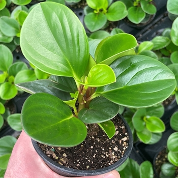 Peperomia obtusifolia