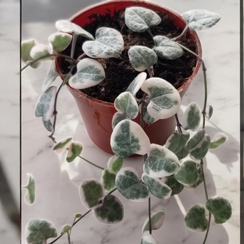 Ceropegia woodii