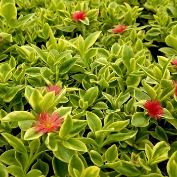 Aptenia cordifolia 'Variegated'