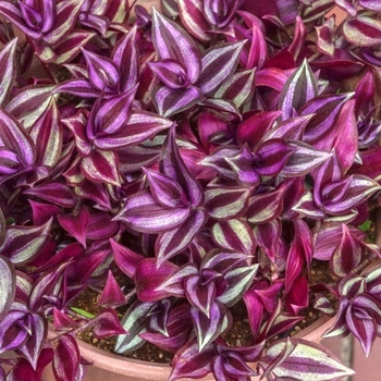 Tradescantia zebrinus