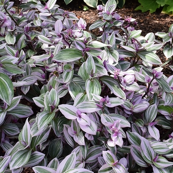 Tradescantia albiflora 'Nanouk'
