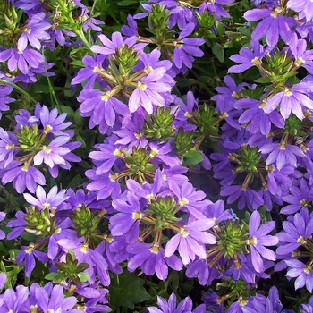 Scaevola 'Blue Angel' 