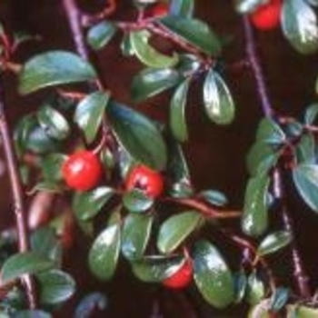 Cotoneaster dammeri 'Lowfast'