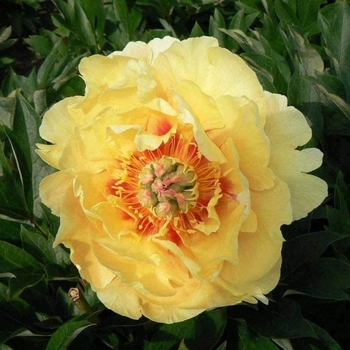 Paeonia 'Garden Treasure' 