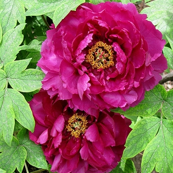 Paeonia suffruticosa 'Shimadaijin'