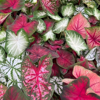 Caladium 'Flare' 