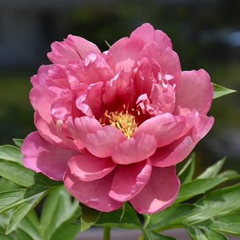 Paeonia 'Pink Double Dandy'