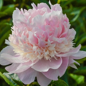 Paeonia lactiflora 'Angel Cheeks' 