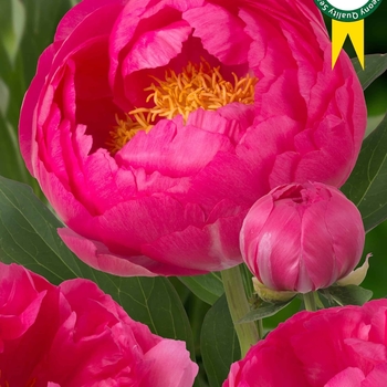 Paeonia 'Cytherea' 