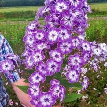 Phlox paniculata 'Goliath' 