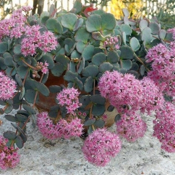 Sedum sieboldii 'Variegata' 