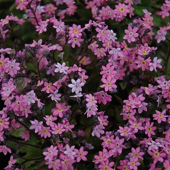 Myosotis sylvatica 'Victoria Rose' 