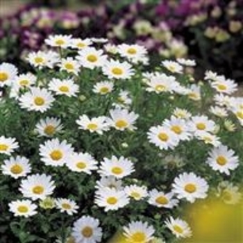 Chrysanthemum x morifolium 'White Daisy' 
