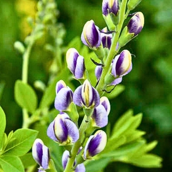 Baptisia 'Musical Duet' PPAF