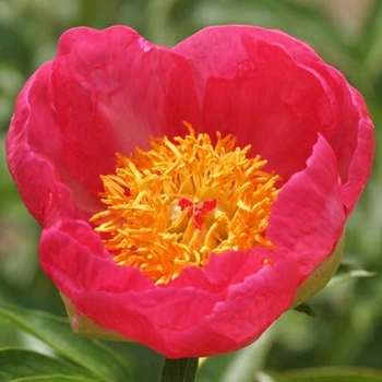 Paeonia 'Skylark'