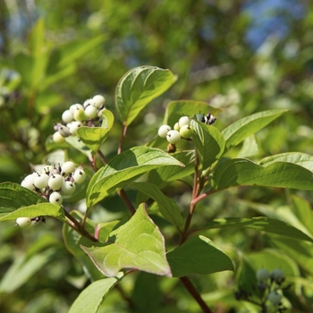 Cornus sericea 'Isanti' 